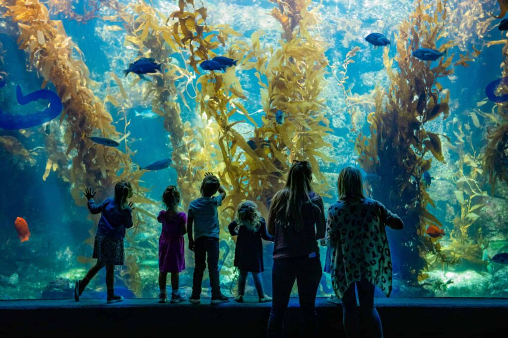 Birch Aquarium at Scripps - San Diego Museum Council - People looking at aquarium