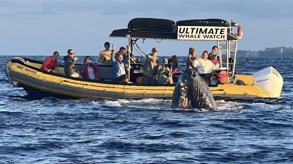 6 Must-Do Thrills in Kaanapali for Your Best Vacation Yet - Ultimate Whale Watch